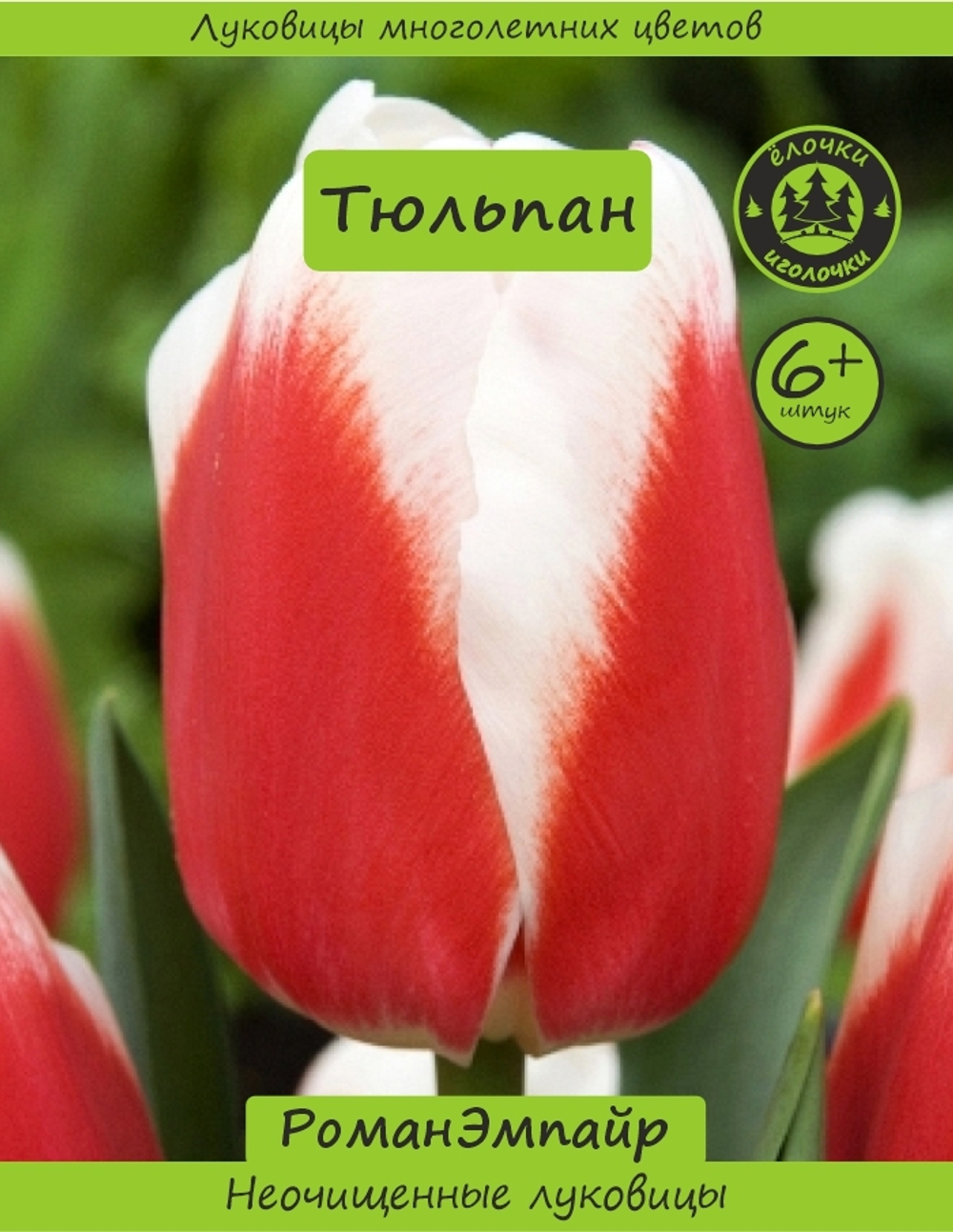 Тюльпан Луковица, Роман Эмпайр, 6+ шт