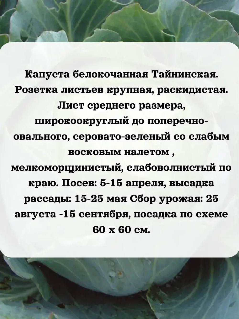 Семена капуста белокочанная Тайнинская 1 гр