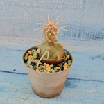 Tephrocactus Articulatus Papyracanthus (Тефрокактус)