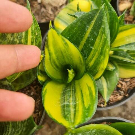 Сансевиерия GREENMOULD VAR