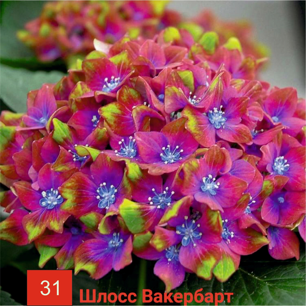 Saxon Schloss Wackerbarth/Шлосс Вакербарт