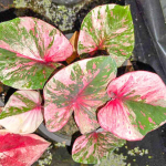 Каладиум MANEE LOM PHET PHLAENG