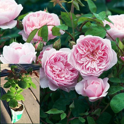 Роза Розалинд английская саженец с ЗКС.