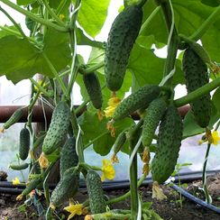 МЕРЕНГА F1 семена огурца (Seminis | Alexagro)