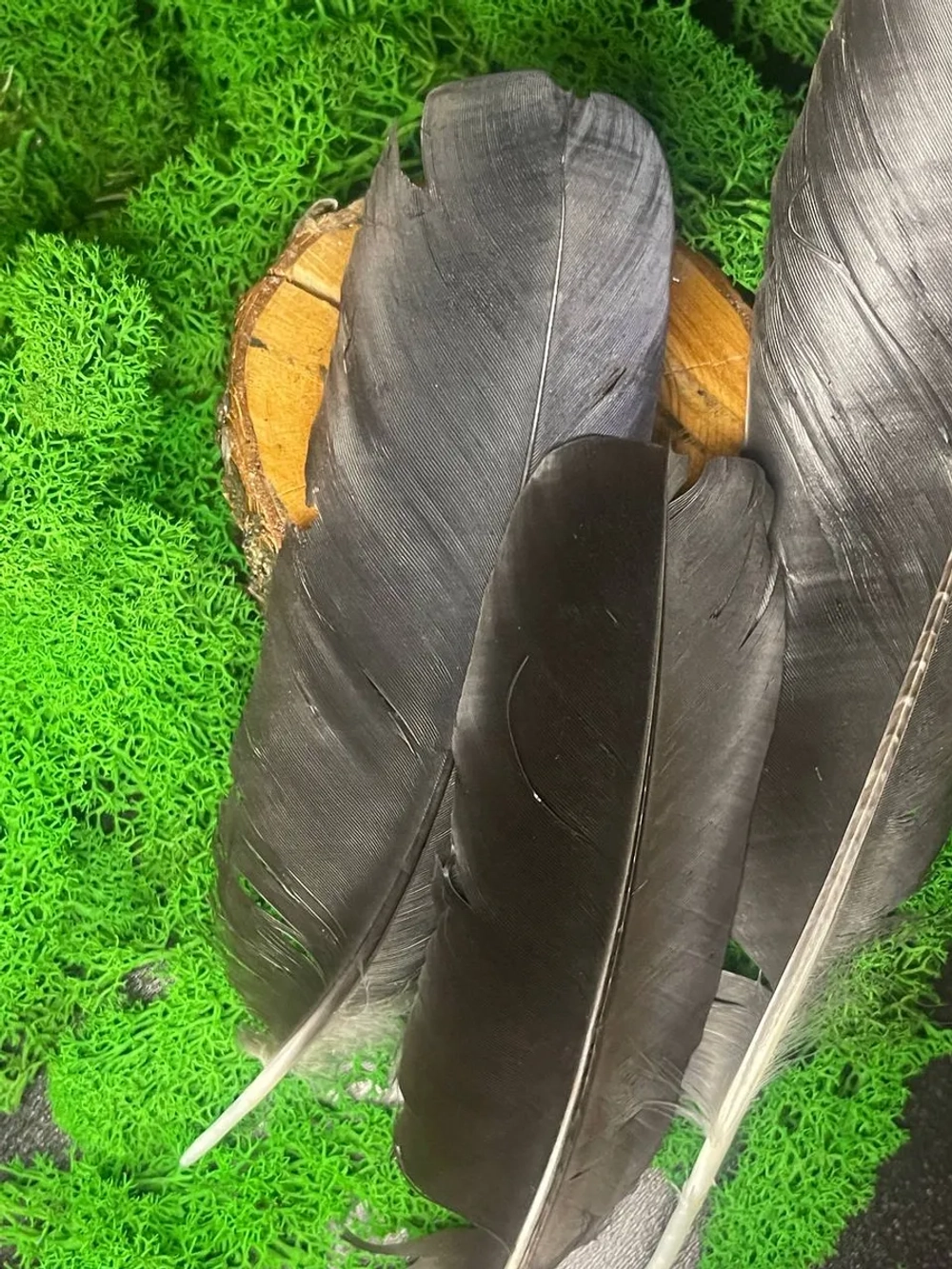 Перо Черного Ворона