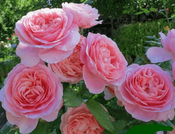 Френсис Блейз (Francis Blaise)