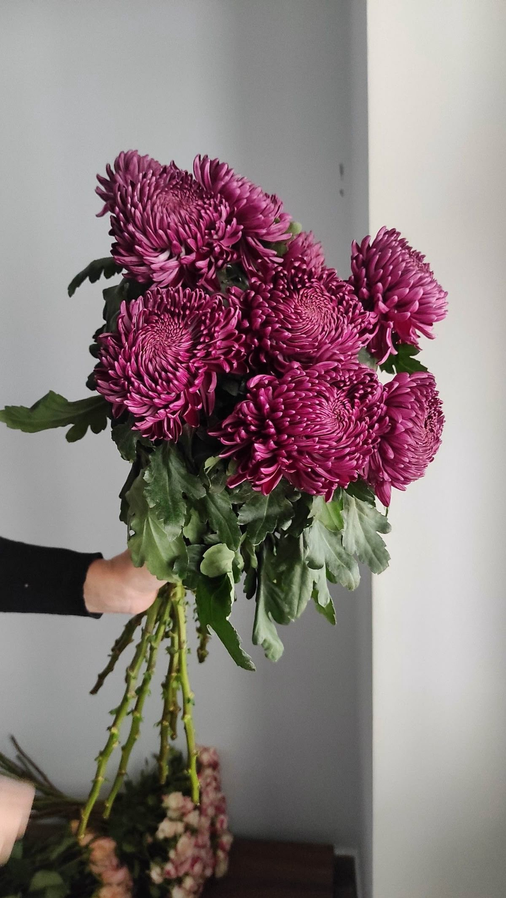 Хризантема фиолетовая