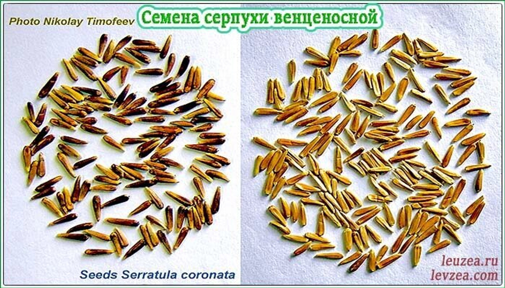 Семена серпухи венценосной крупным планом - фото