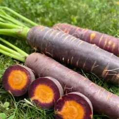 ПЁРПЛ ХЕЙЗ F1 семена моркови цветной (Bejo | Alexagro)