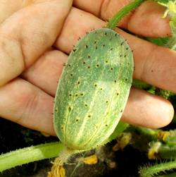 Огурец Изначальный Древнерусский
