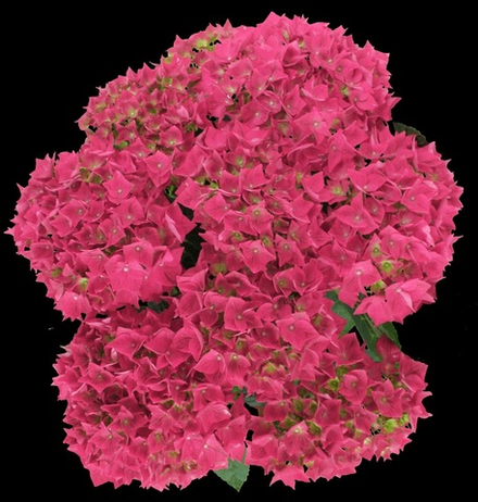 Вокс Херо Пинк (Vox Hero Pink) НОВИНКА р14 Европа весна 2026 год