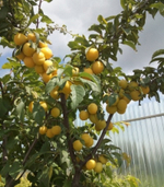 Алыча Царская