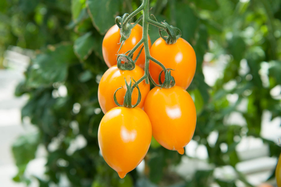 Миньон F1 семена томата грушевидного оранжевого  (Гавриш) – фото 2