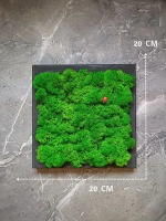 Квадратное панно на стену 20*20 из мха набор 2 шт.