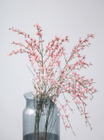 монобукет из генисты