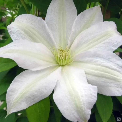 Клематис гибридный Роко-Колла Закупка М33 апрель 2026