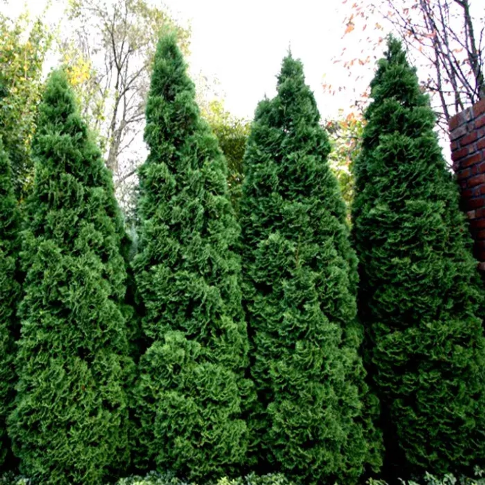 Туя западная Холмструп Р9 20-30 см Закупка М62 апрель-май 2026