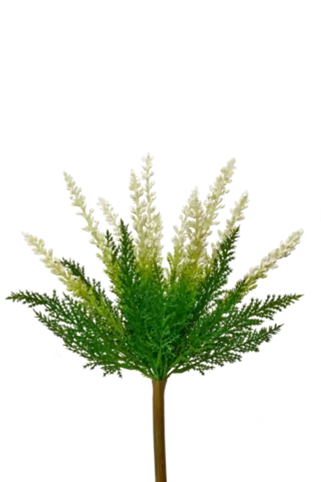 Вереск обыкновенный