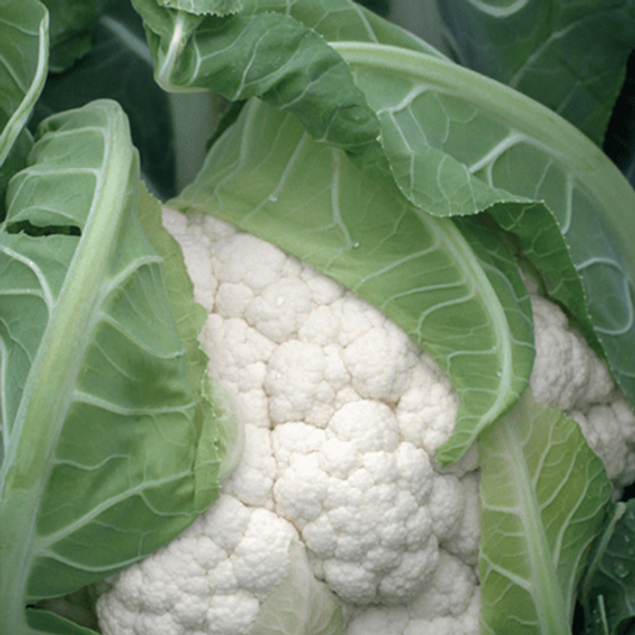 Гохан F1 семена капусты цветной (Syngenta / ALEXAGRO) культура – фото 4