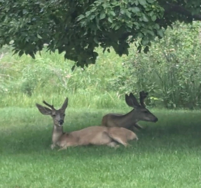Институт Физического Мастерства - Вебинар 3