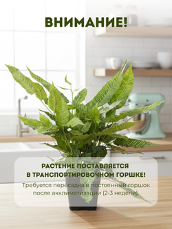 Папоротник Golden Zebra д.11