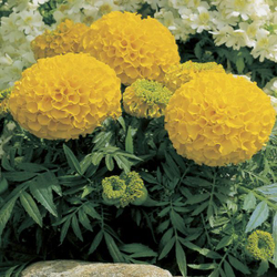 Бархатцы прямост.Антигуа Голд (100шт) Витагрин Профи