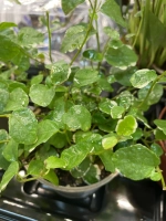 Фикус Пумила Уайт Санни D9см