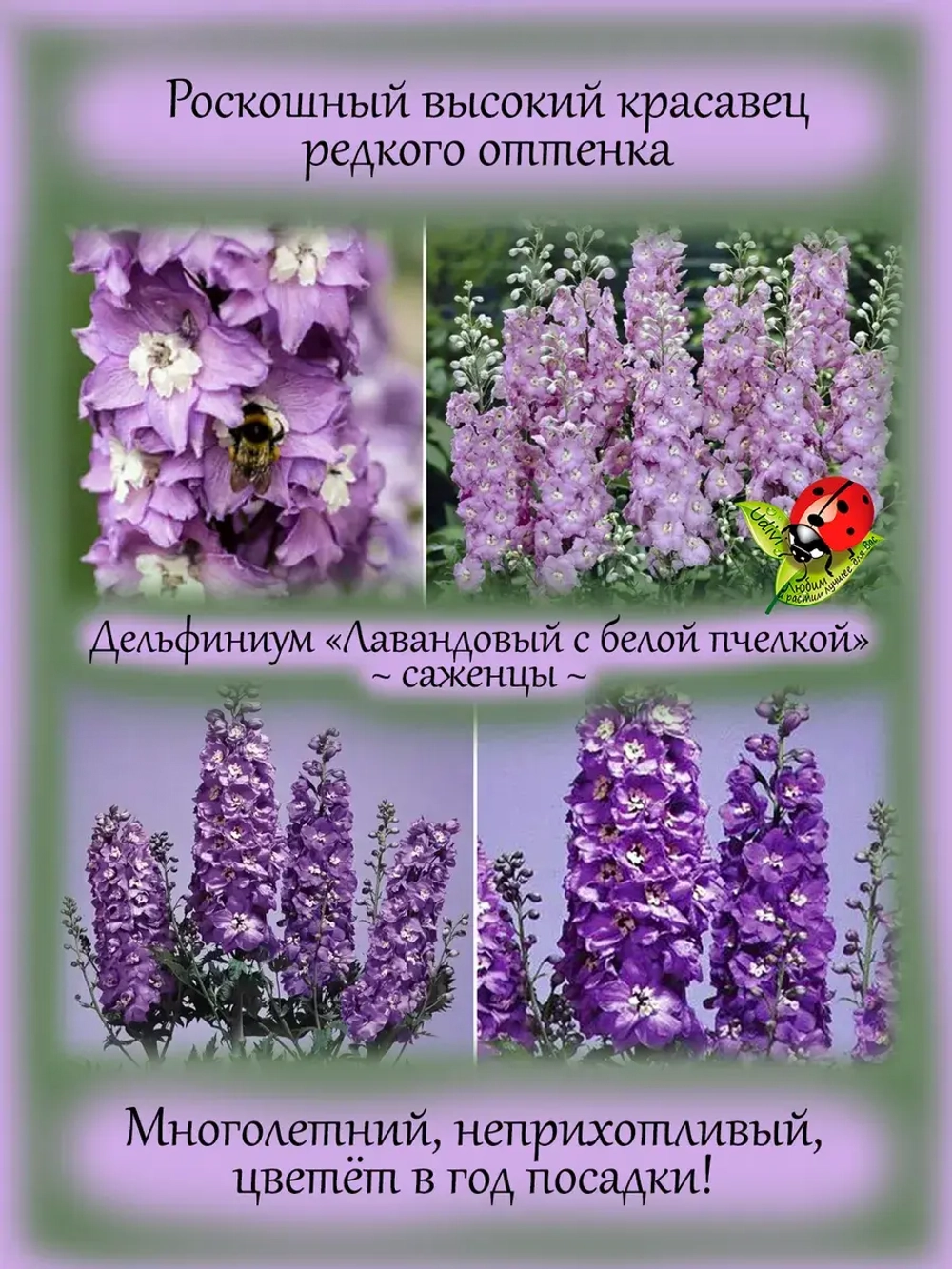 Дельфиниум Лавандовый с белой пчелкой Lavender White Bee