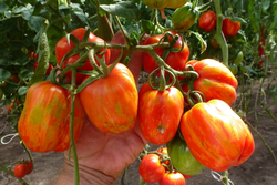 Томаты для фарширования Striped Stuffer