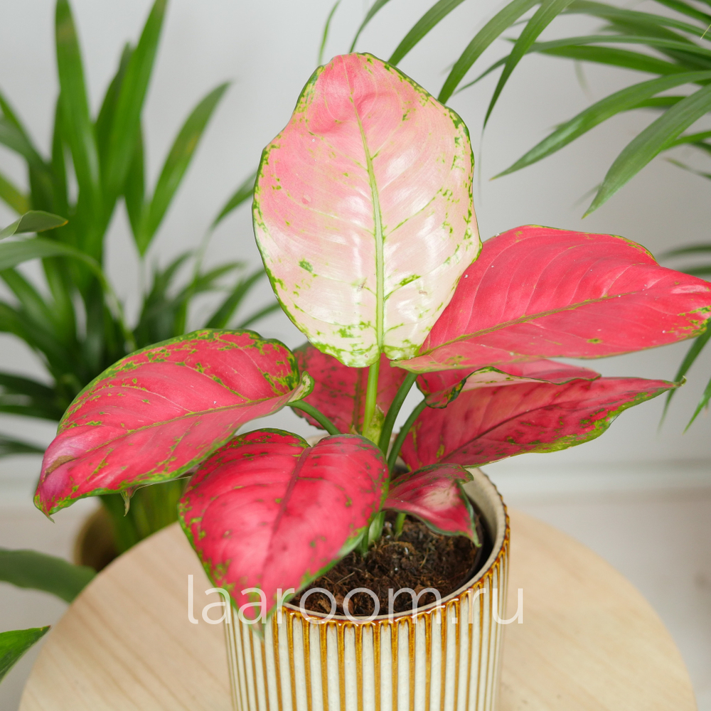 Аглонема Ред Джой 12/35