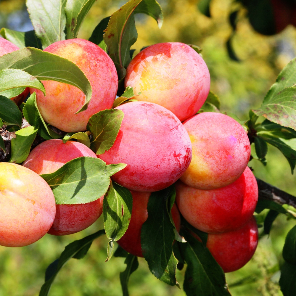 Слива Персиковая