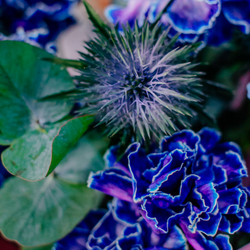 82. Элегантный стойкий синий букет с диантусами и эрингиумом