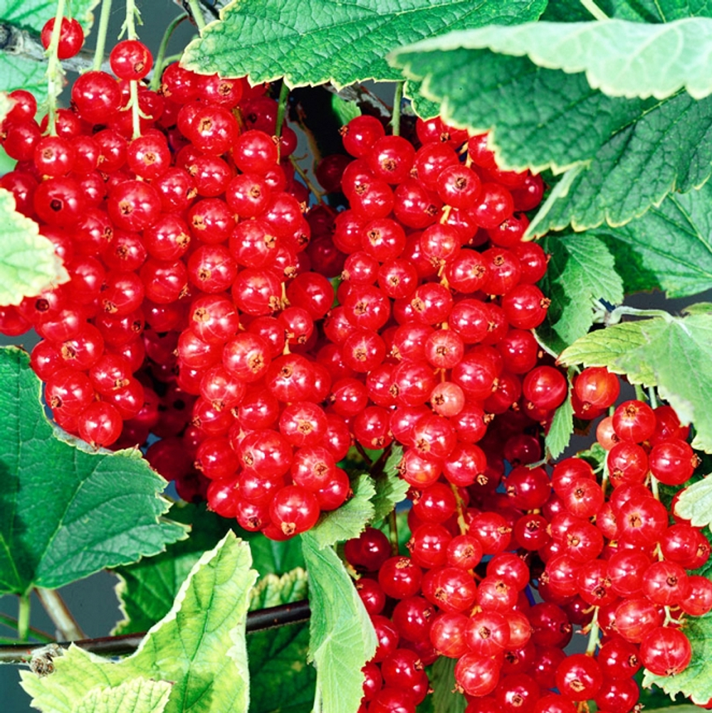 Смородина Йонкер ван Тетц красная