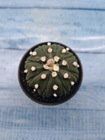Astrophytum Asterias (Астрофитум)