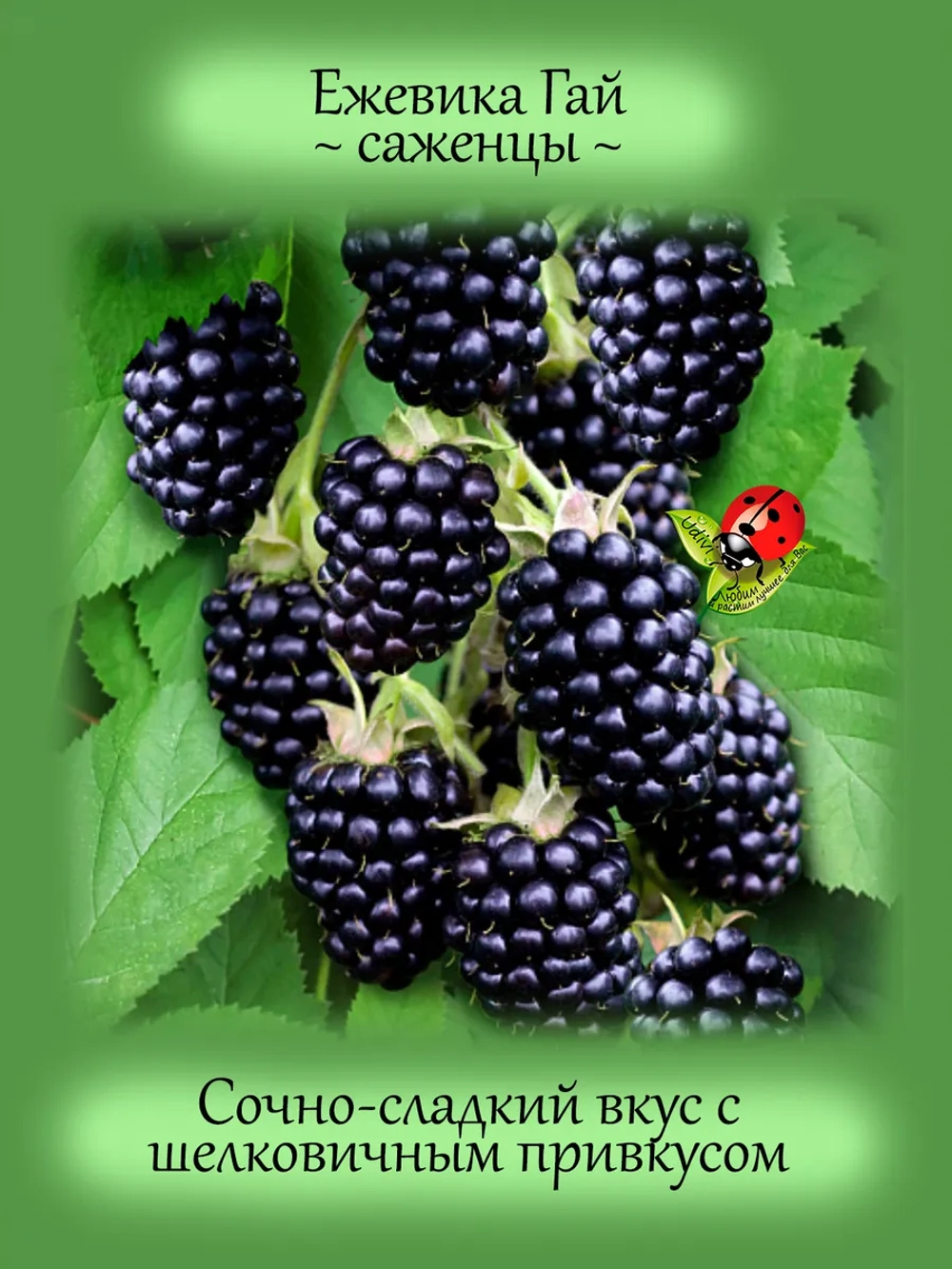 Ежевика Гай бесшипная.