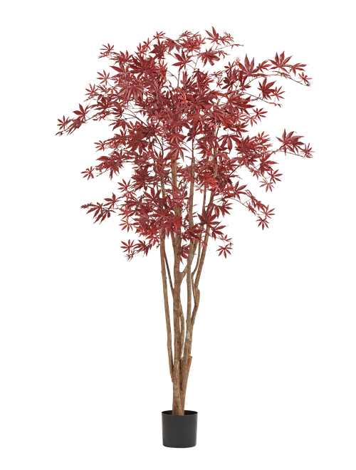 Клён японский Вайлд красный 180 см