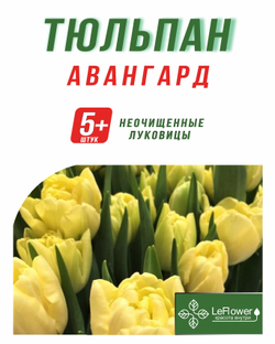 Тюльпан Луковица, Авангард, 5+ шт