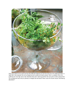 Terrariums - Gardens Under Glass