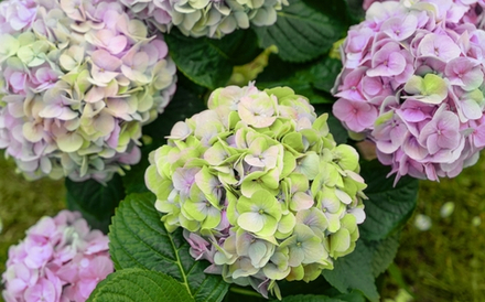 SWITCH ELFIE PINK/ ЭЛЬФИ ПИНК (Стандарт поставки Р9)2025г.