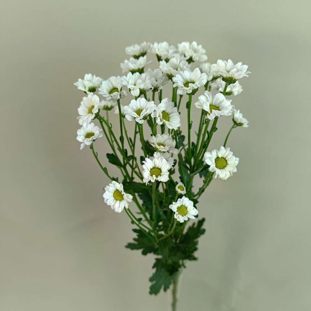 Сантини Мадиба Линди Вайт (Lindi White)