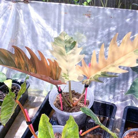 Филодендрон CARAMEL MARBLE