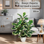 Искусственный фикус Лирата пестрый в кашпо