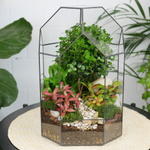 Готовый флорариум бонсай Мирсина Бонсариум