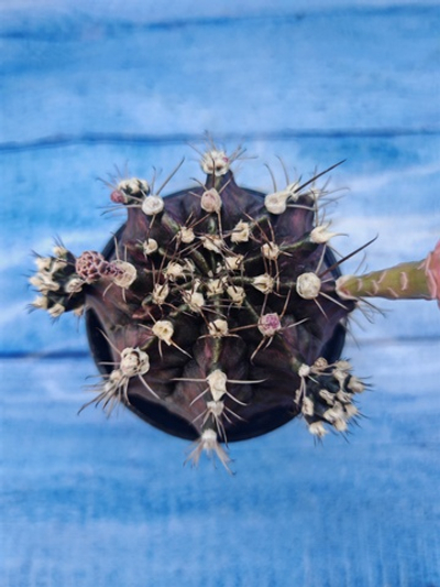 Gymnocalycium T-Rex Pink hybrid (Гимнокалициум T-rex)
