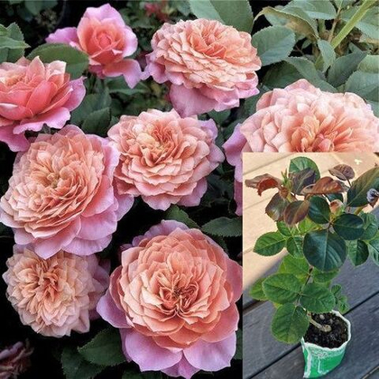 Роза японская Мияби саженец с ЗКС.