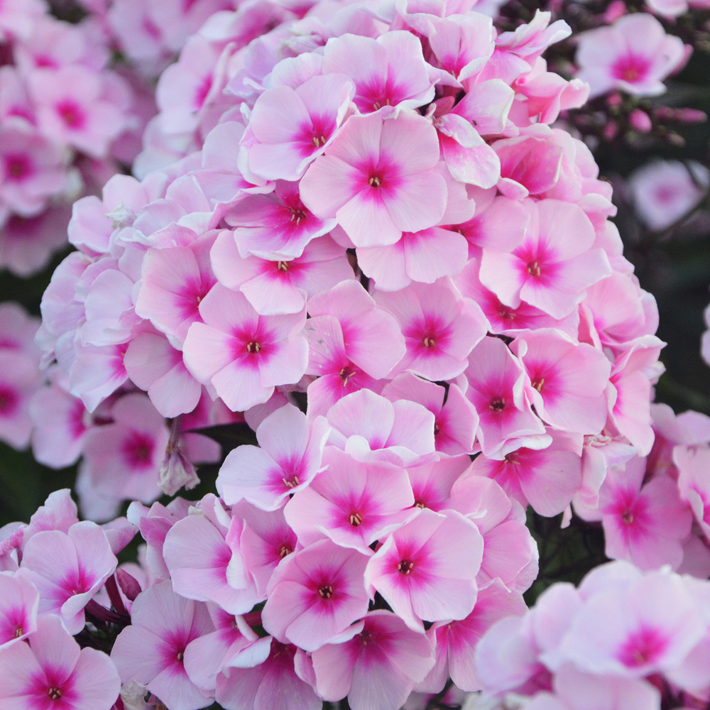 Флокс метельчатый Бриллиант Айз (Brilliant Eyes)