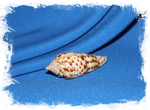 Конус претиосус (Conus pretiosus)