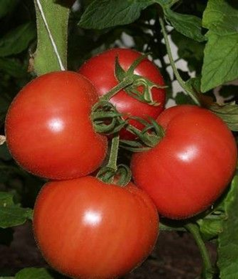 Пинк Уникум F1 семена томата индетерминантного (Seminis / Семинис)