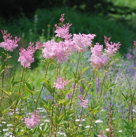 Лабазник красный "Venusta". Filipendula rubra "Venusta".